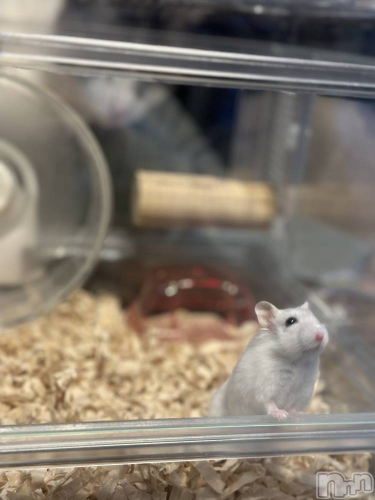 ���ܱ�������Х��顦�����K-LOUNGE(�����饦��) ƣ�� �����1��5���̥�֥����ֲ�²��