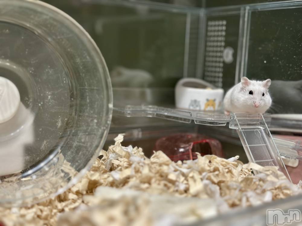 ���ܱ�������Х��顦�����K-LOUNGE(�����饦��) ƣ�� �����1��17���̥�֥����־㳲�����