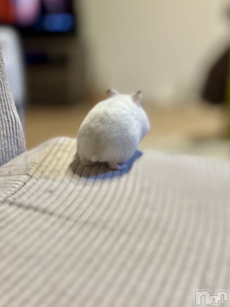 ���ܱ�������Х��顦�����K-LOUNGE(�����饦��) ƣ�� �����3��3���̥�֥�����Shiri♥��