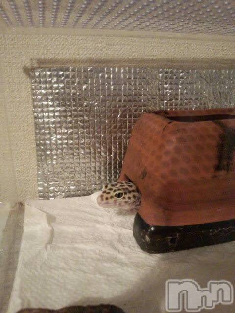 ���ܱ�������Х��顦�����K-LOUNGE(�����饦��) ƣ�� �����3��6���̥�֥����ָ��Ĥ줪��