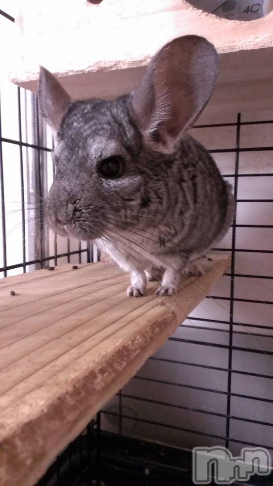 ���ܱ�������Х��顦�����K-LOUNGE(�����饦��) ƣ�� �����3��8���̥�֥����֤ޤ�������