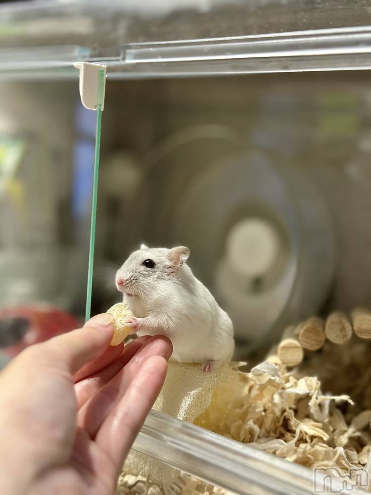 ���ܱ�������Х��顦�����K-LOUNGE(�����饦��) ƣ�� �����3��13���̥�֥����ֺ����Τ������