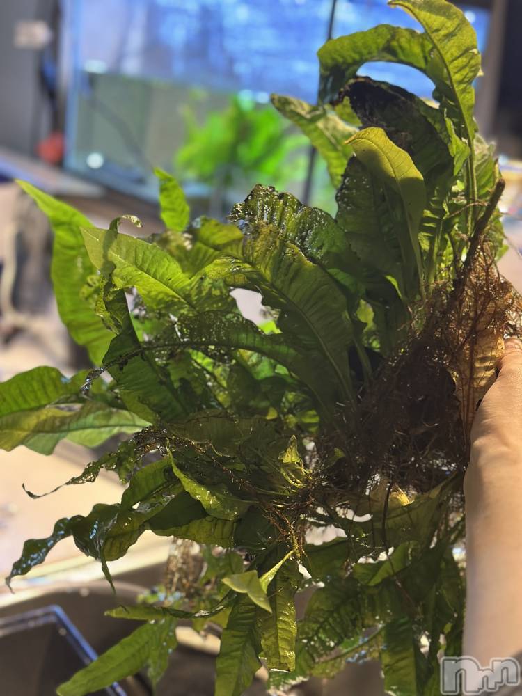 ���ܱ�������Х��顦�����K-LOUNGE(�����饦��) ƣ�� �����4��5���̥�֥����֤����ʤ�����