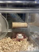 ���ܱ�������Х��顦����� K-LOUNGE(�����饦��) ƣ�� �����1��5���̥�֥����֤���������