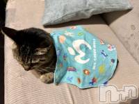 ���ܱ�������Х��顦�����K-LOUNGE(�����饦��) ƣ�� ����(36)��4��10���̥�֥����֤���ऺ�ʡ�