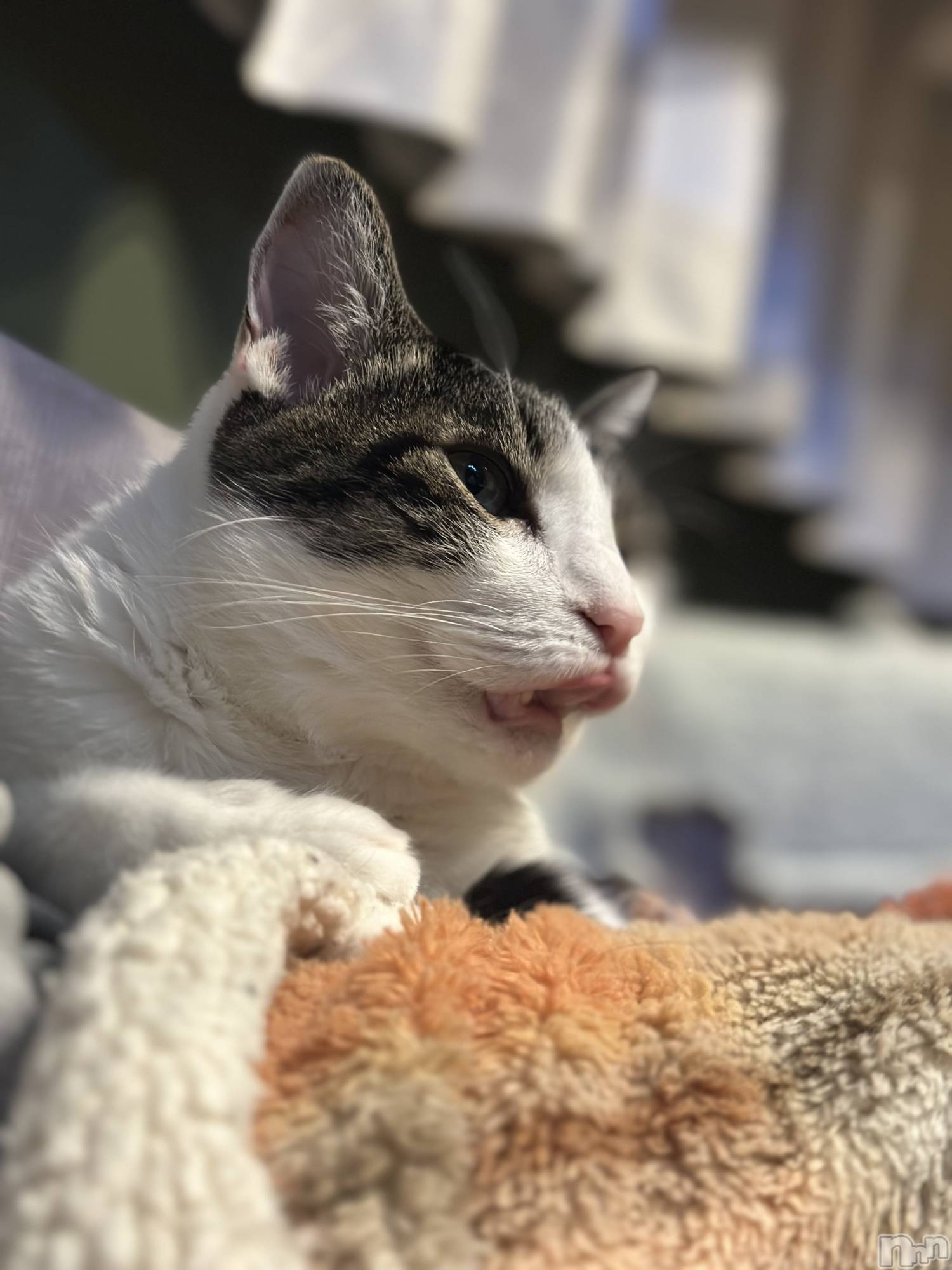 ܱХ顦K-LOUNGE(饦) 2025ǯ114̥֥֥쥪