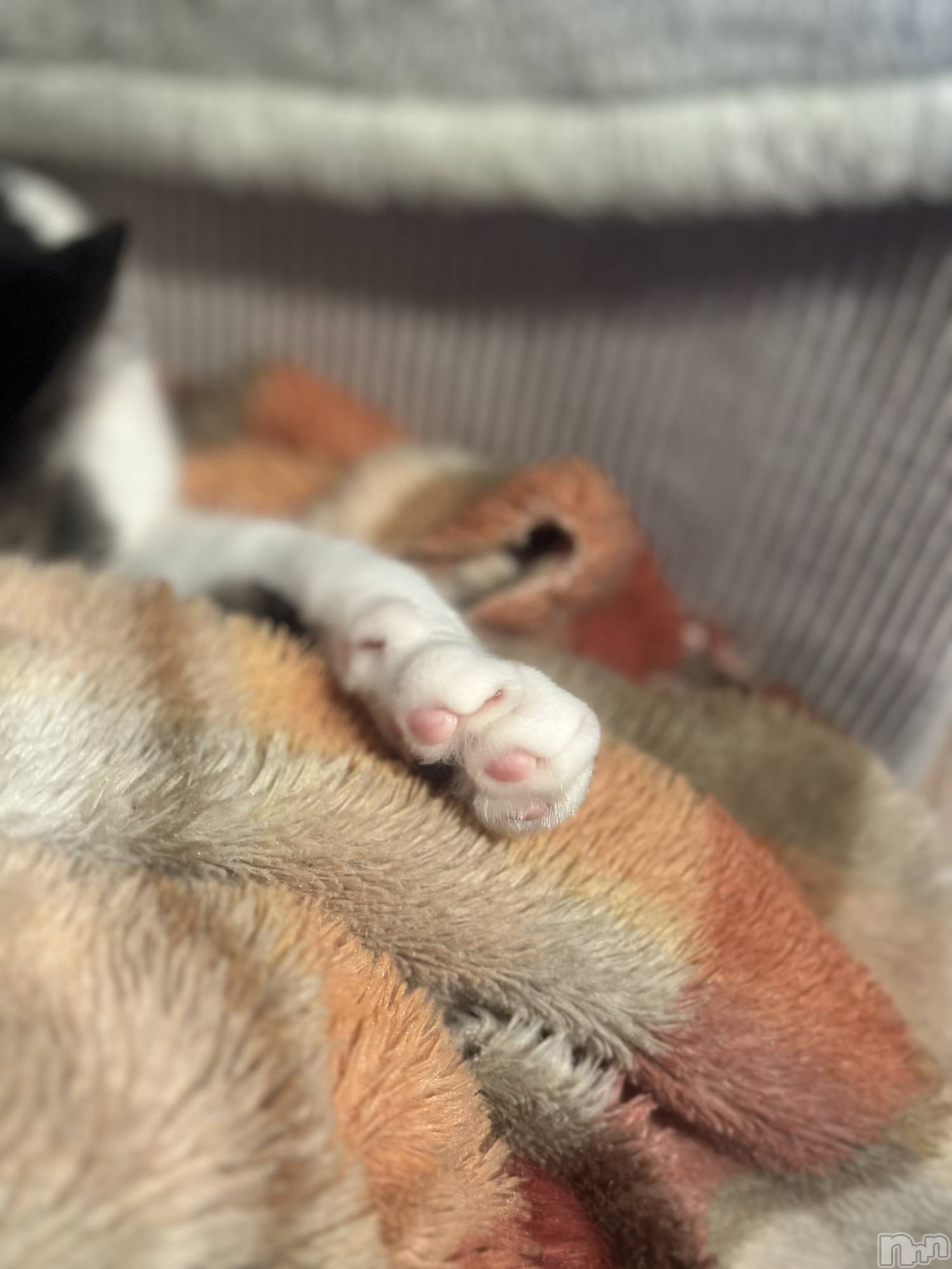 ܱХ顦K-LOUNGE(饦) 2025ǯ126̥֥֤ߤޤ