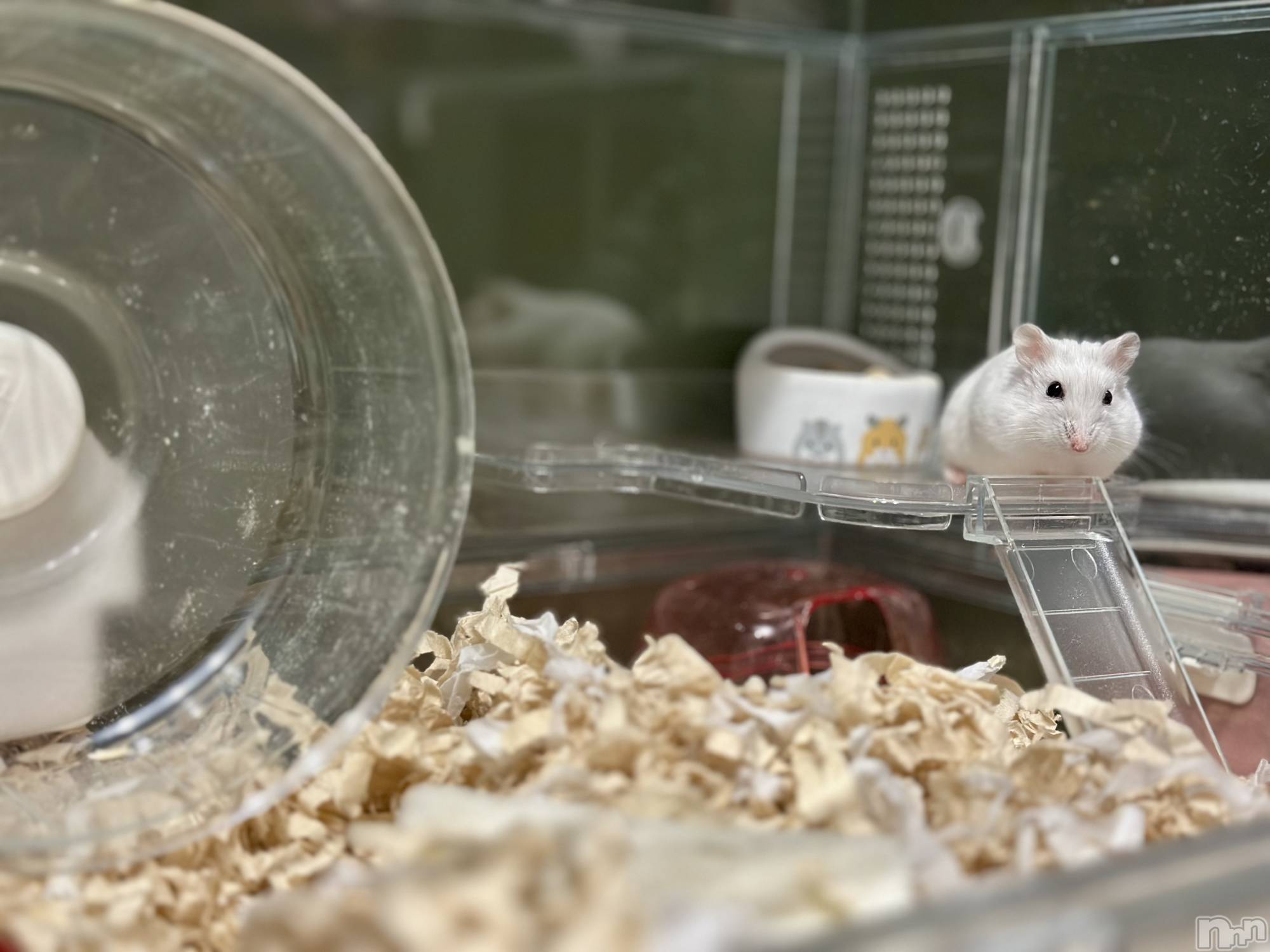 ���ܱ�������Х��顦�����K-LOUNGE(�����饦��) ��2026ǯ1��17���̥�֥����־㳲�����