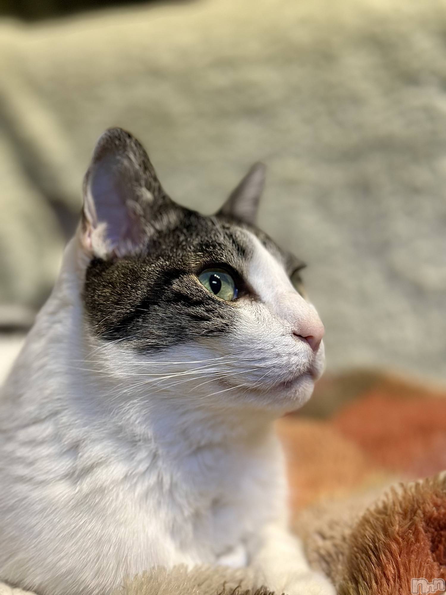 ���ܱ�������Х��顦�����K-LOUNGE(�����饦��) ��2026ǯ1��24���̥�֥����֡�����