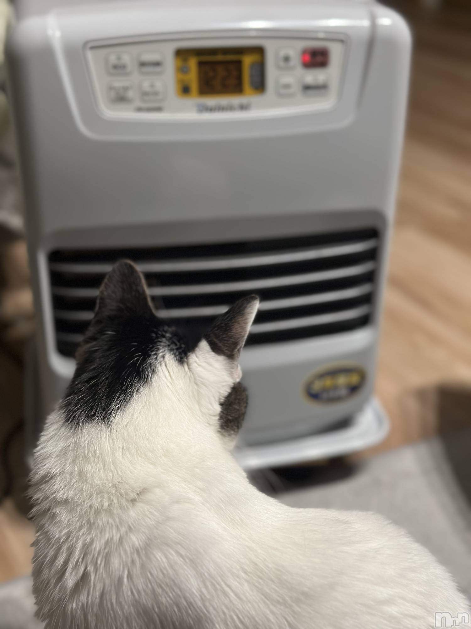 ���ܱ�������Х��顦�����K-LOUNGE(�����饦��) ��2026ǯ1��26���̥�֥����ֺ����Τ줪��