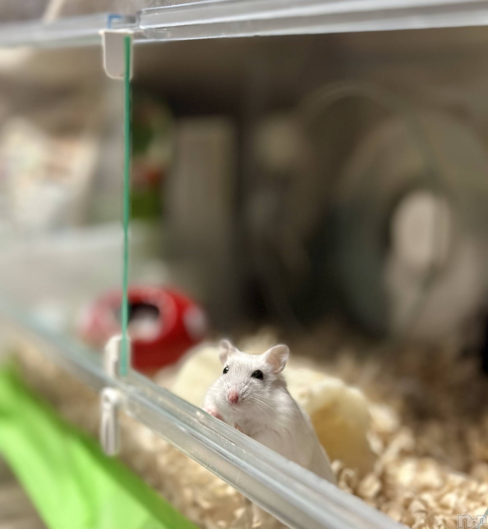 ���ܱ�������Х��顦�����K-LOUNGE(�����饦��) ��2026ǯ1��28���̥�֥����ֺ����Τ������