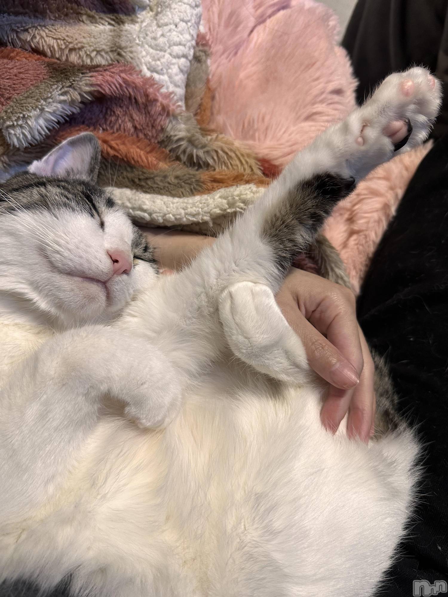 ���ܱ�������Х��顦�����K-LOUNGE(�����饦��) ��2026ǯ2��26���̥�֥����֤ˤ硼�������