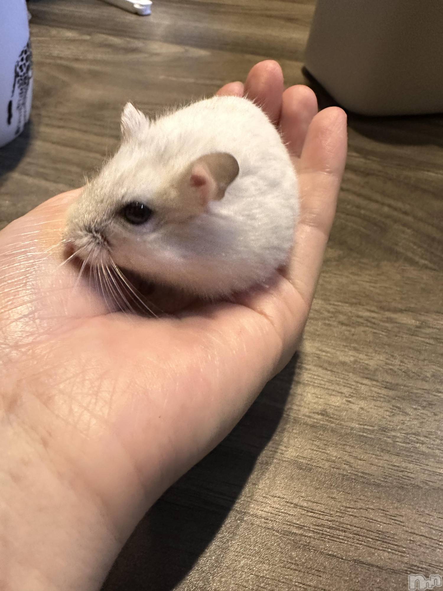 ���ܱ�������Х��顦�����K-LOUNGE(�����饦��) ��2026ǯ3��1���̥�֥����ֺ����Τ������