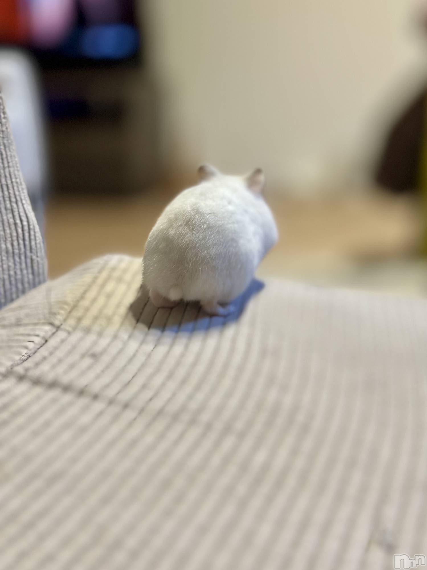 ���ܱ�������Х��顦�����K-LOUNGE(�����饦��) ��2026ǯ3��3���̥�֥�����Shiri♥��