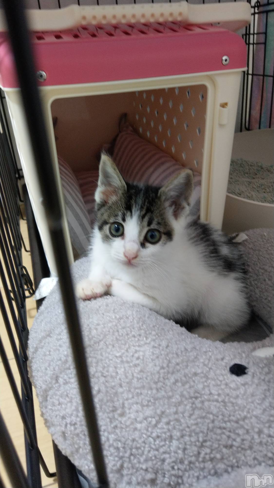 ���ܱ�������Х��顦�����K-LOUNGE(�����饦��) ��2026ǯ3��4���̥�֥����֤��餡����