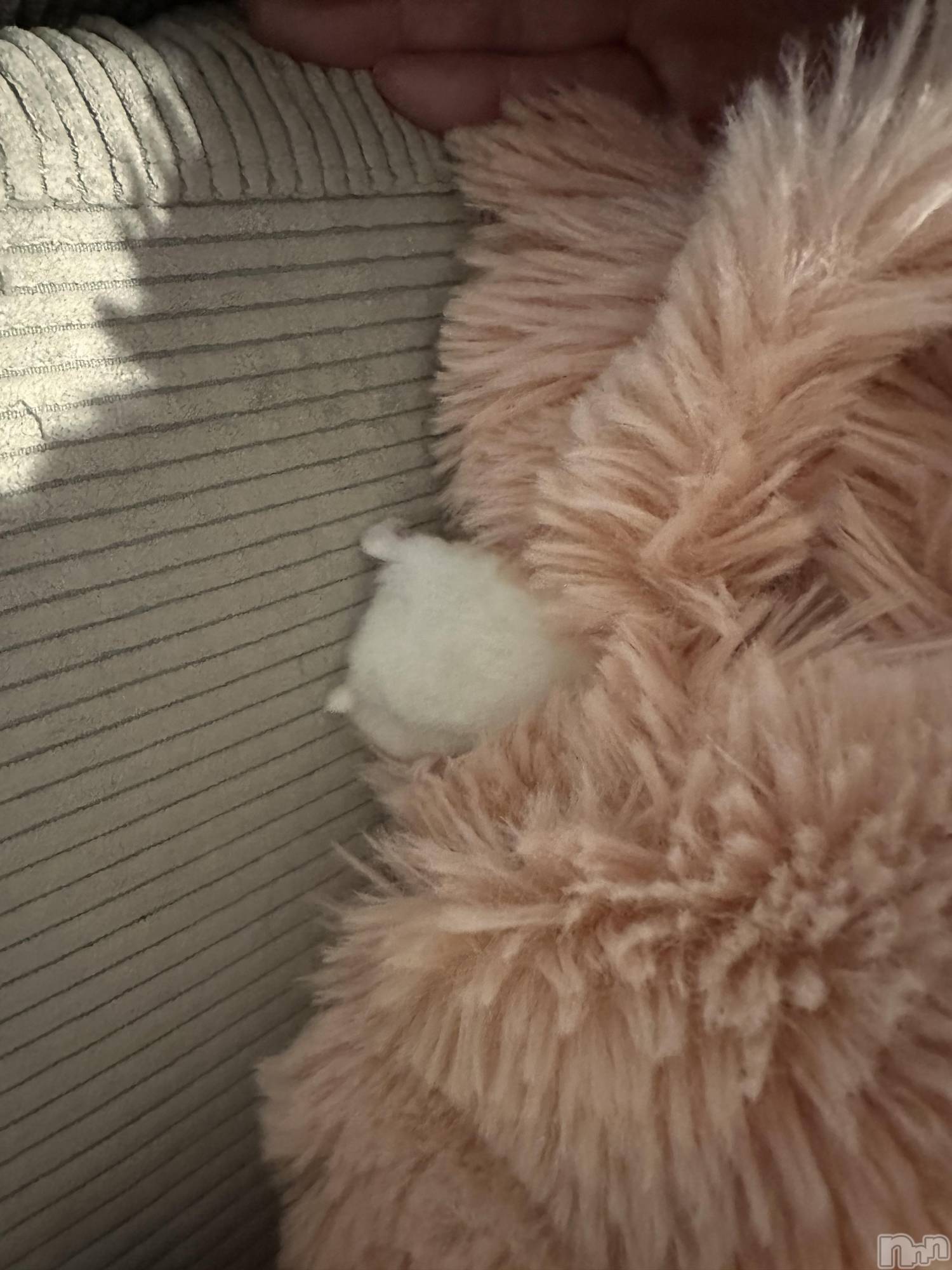 ���ܱ�������Х��顦�����K-LOUNGE(�����饦��) ��2026ǯ3��6���̥�֥����ֺ����Τ������