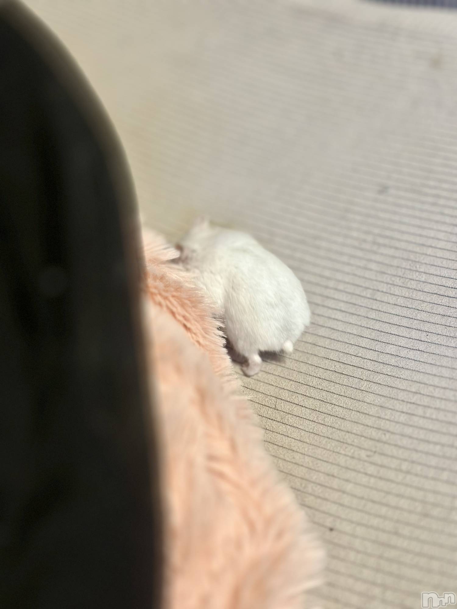 ���ܱ�������Х��顦�����K-LOUNGE(�����饦��) ��2026ǯ3��7���̥�֥����֤Ҥ�����