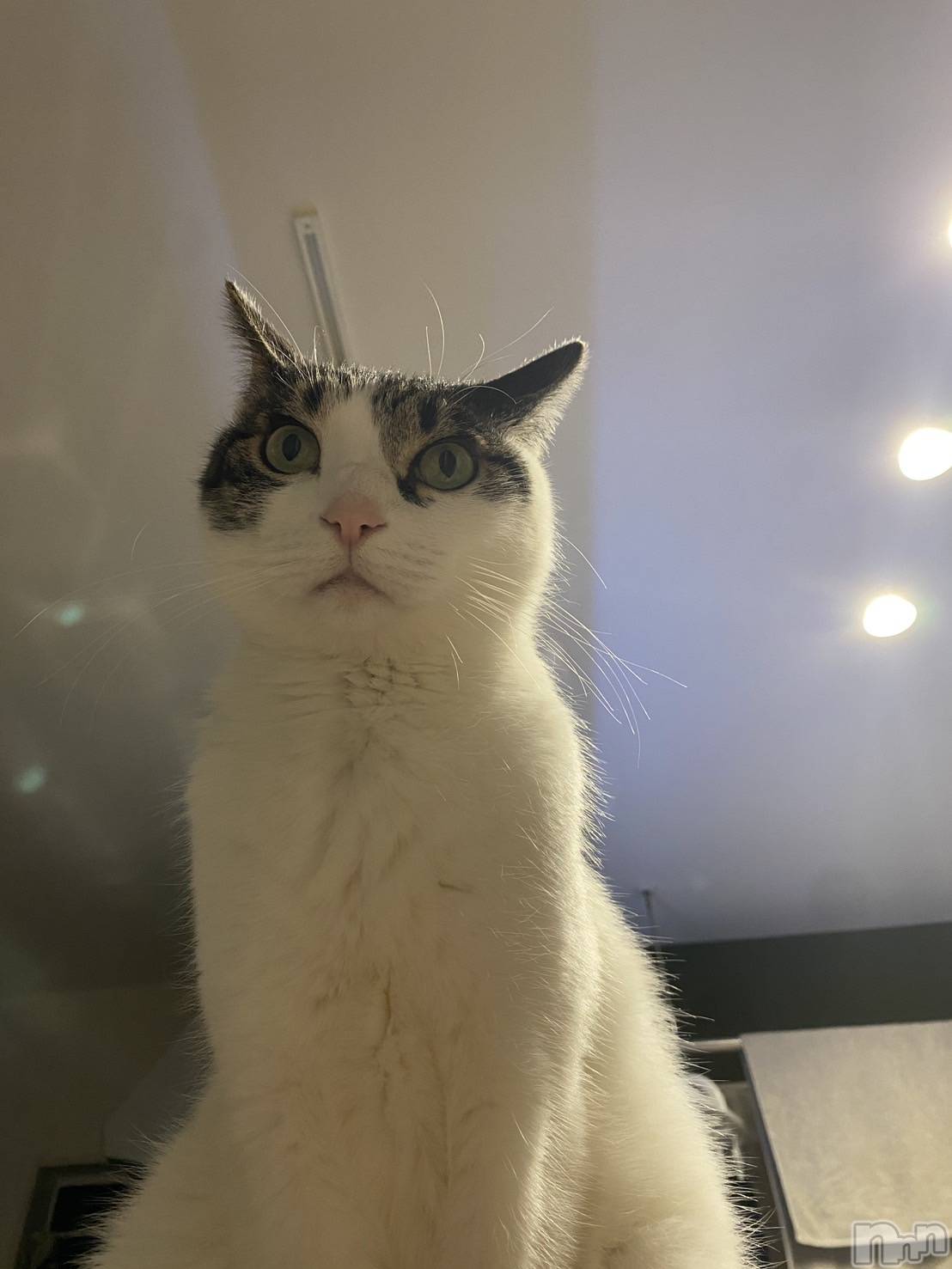 ���ܱ�������Х��顦�����K-LOUNGE(�����饦��) ��2026ǯ3��10���̥�֥����֤ˤ礭�á�