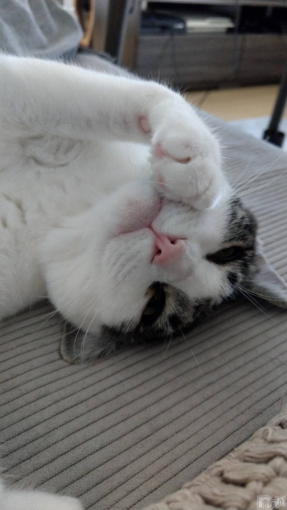 ���ܱ�������Х��顦�����K-LOUNGE(�����饦��) ��2026ǯ3��11���̥�֥�����������