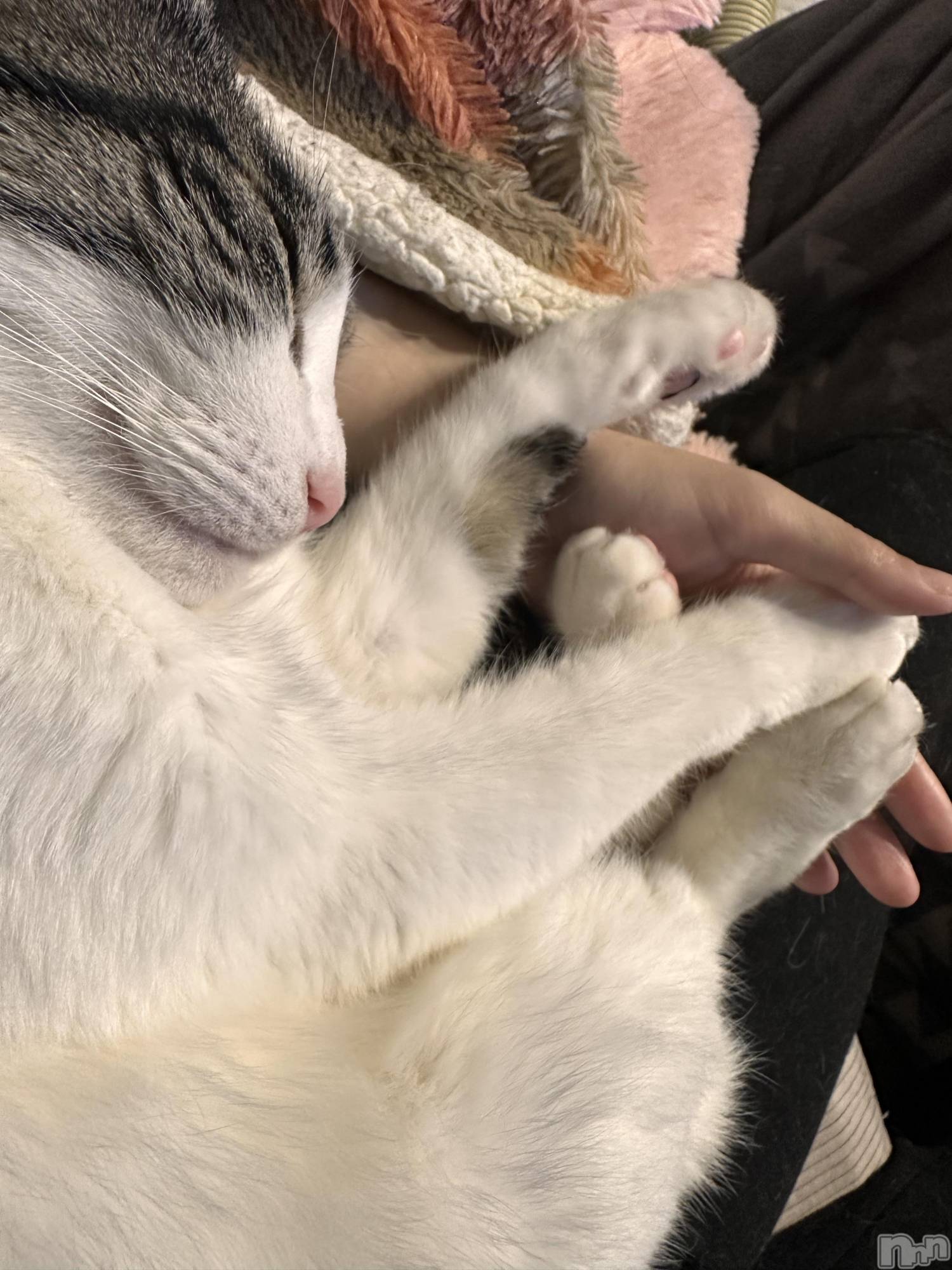 ���ܱ�������Х��顦�����K-LOUNGE(�����饦��) ��2026ǯ3��21���̥�֥����֤��äѤ���