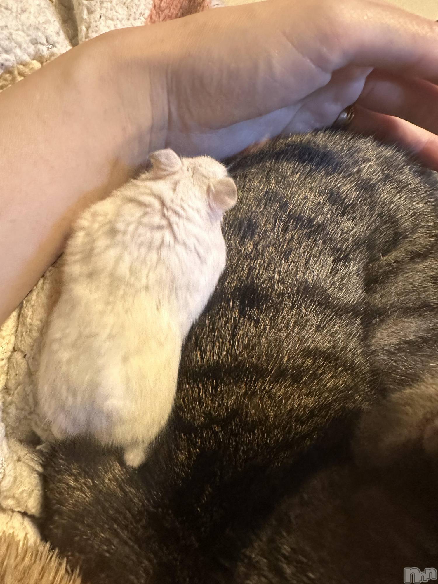 ���ܱ�������Х��顦�����K-LOUNGE(�����饦��) ��2026ǯ3��22���̥�֥����ֺ����Τ������