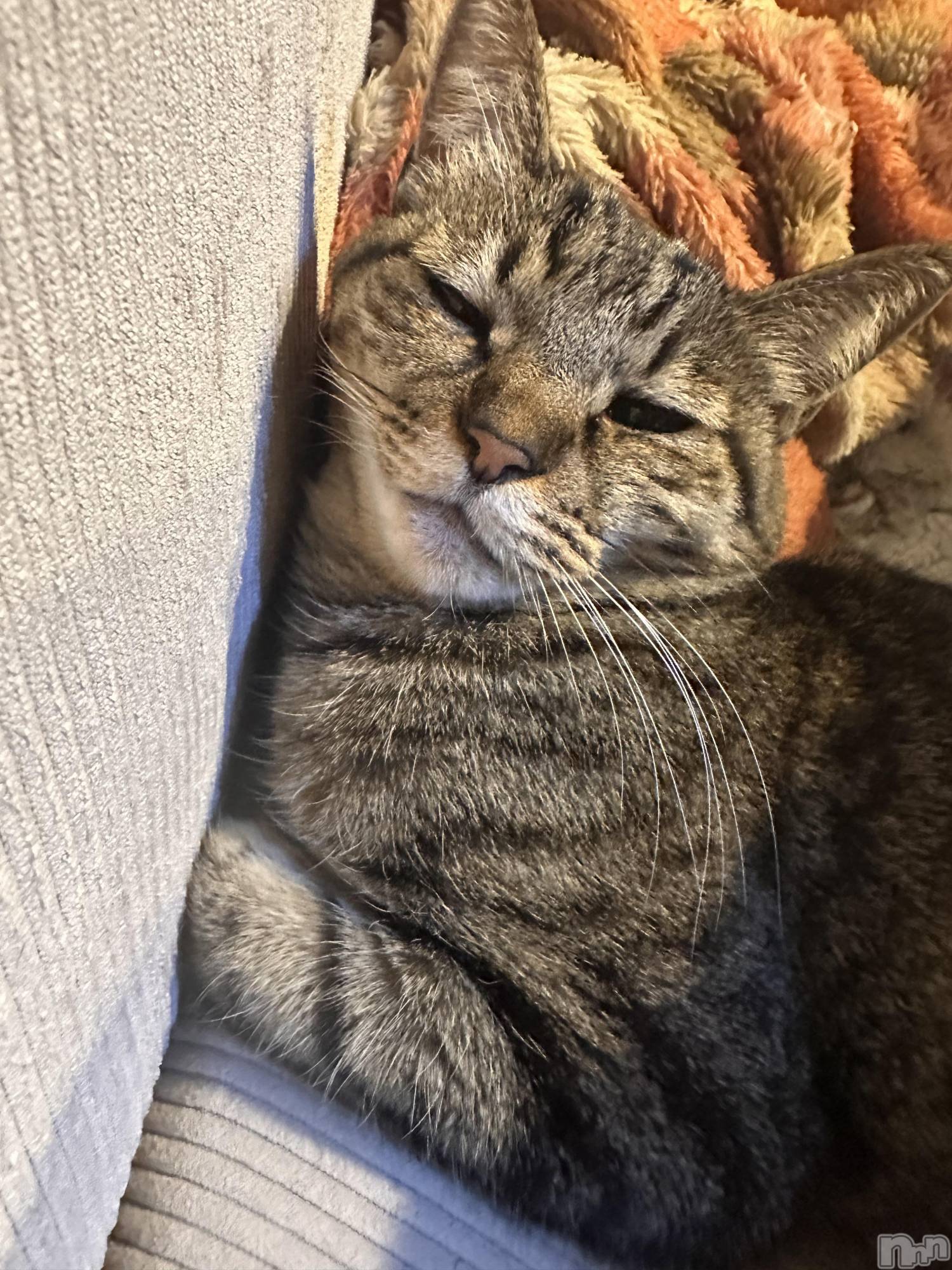 ���ܱ�������Х��顦�����K-LOUNGE(�����饦��) ��2026ǯ3��26���̥�֥����֤ͤ�����