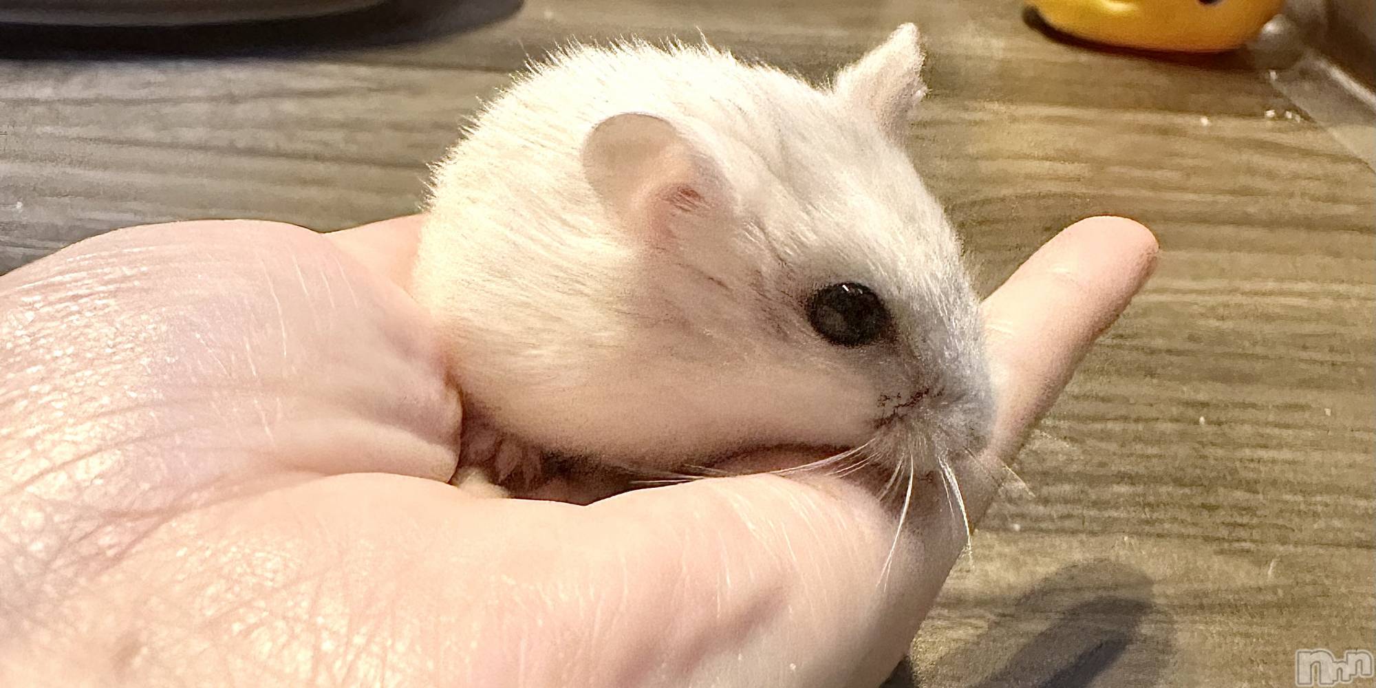 ���ܱ�������Х��顦�����K-LOUNGE(�����饦��) ��2026ǯ3��27���̥�֥����ֺ����Τ������