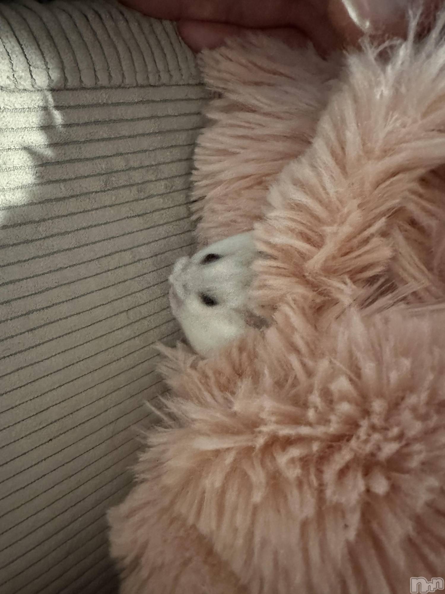 ���ܱ�������Х��顦�����K-LOUNGE(�����饦��) ��2026ǯ3��28���̥�֥����֤�դá�