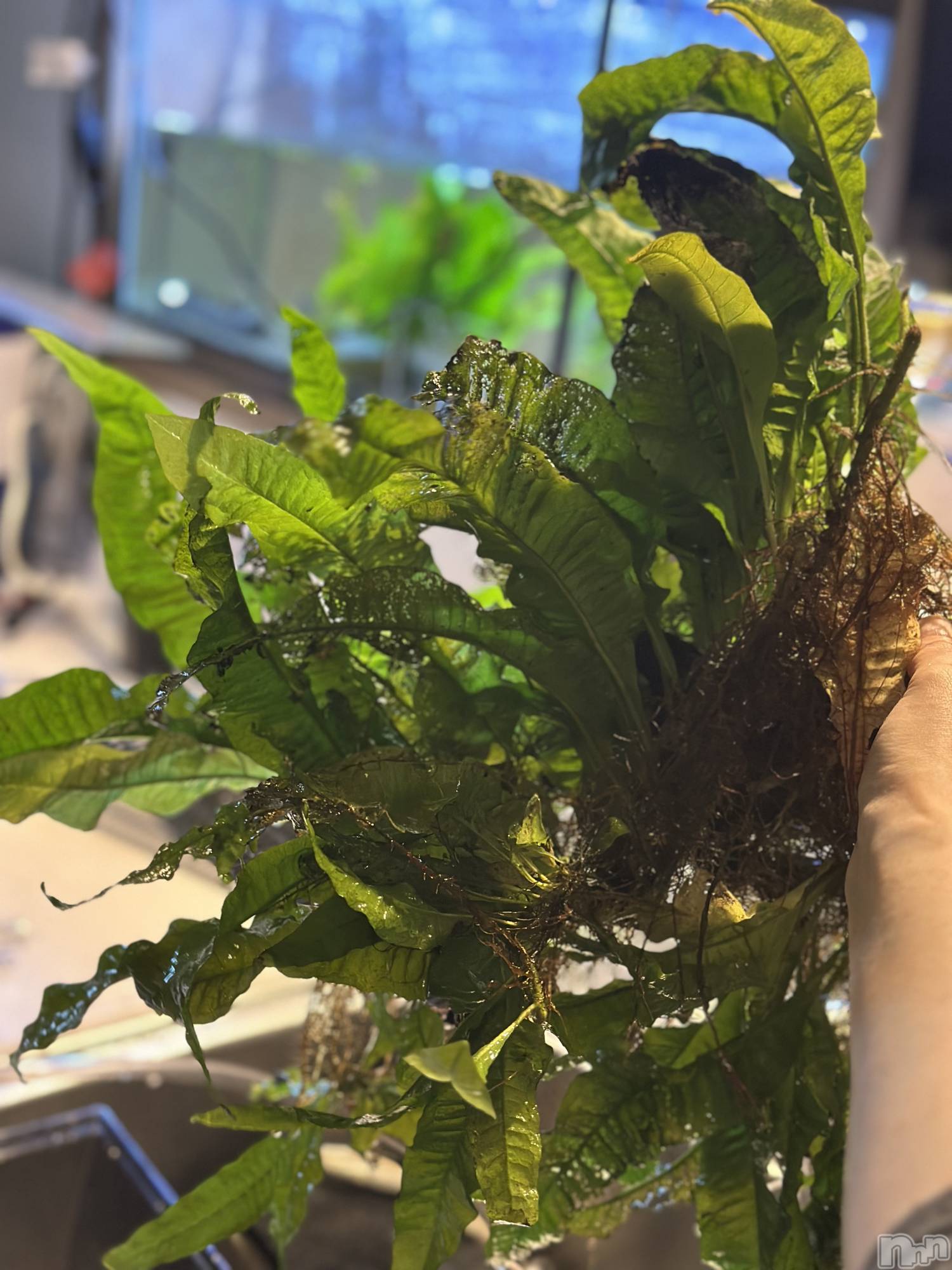 ���ܱ�������Х��顦�����K-LOUNGE(�����饦��) ��2026ǯ4��5���̥�֥����֤����ʤ�����