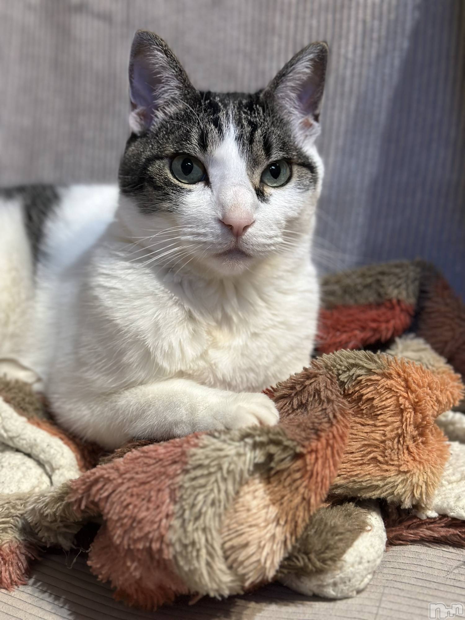 ���ܱ�������Х��顦�����K-LOUNGE(�����饦��) ��2026ǯ4��6���̥�֥�����̵��