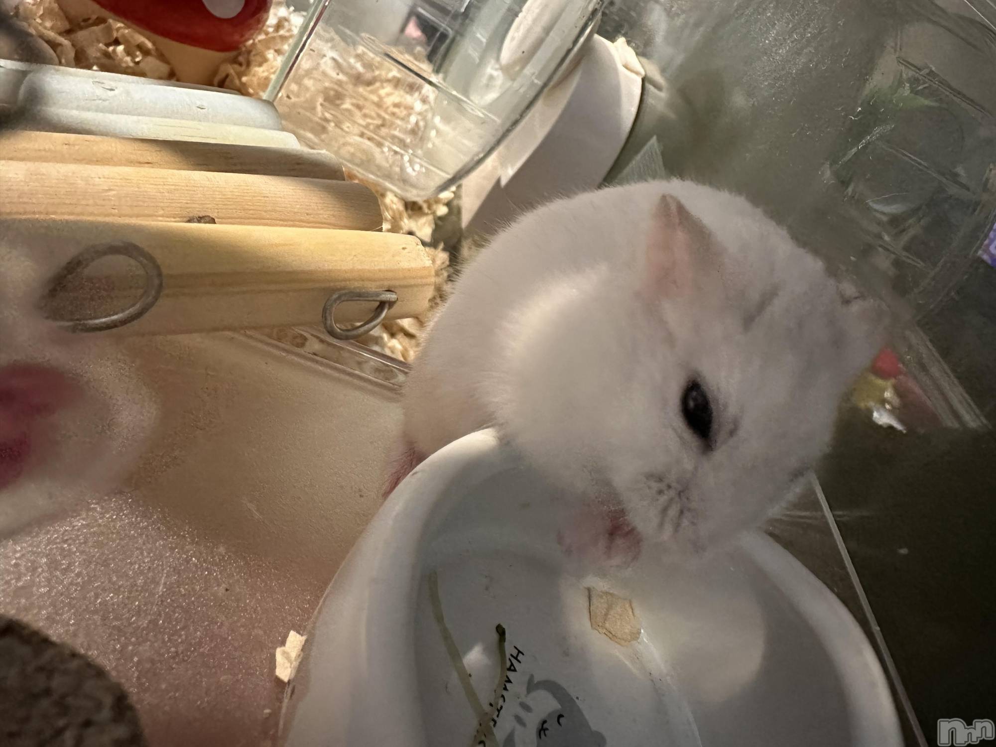 ���ܱ�������Х��顦�����K-LOUNGE(�����饦��) ��2026ǯ4��15���̥�֥����ֺ����Τ������