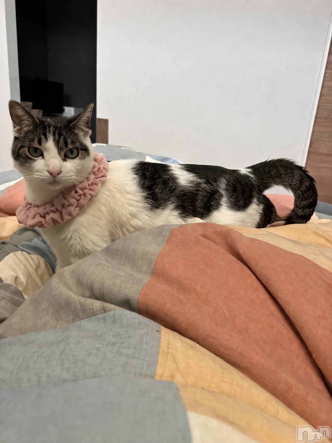 ���ܱ�������Х��顦�����K-LOUNGE(�����饦��) ��2026ǯ4��18���̥�֥����֤�áġ�