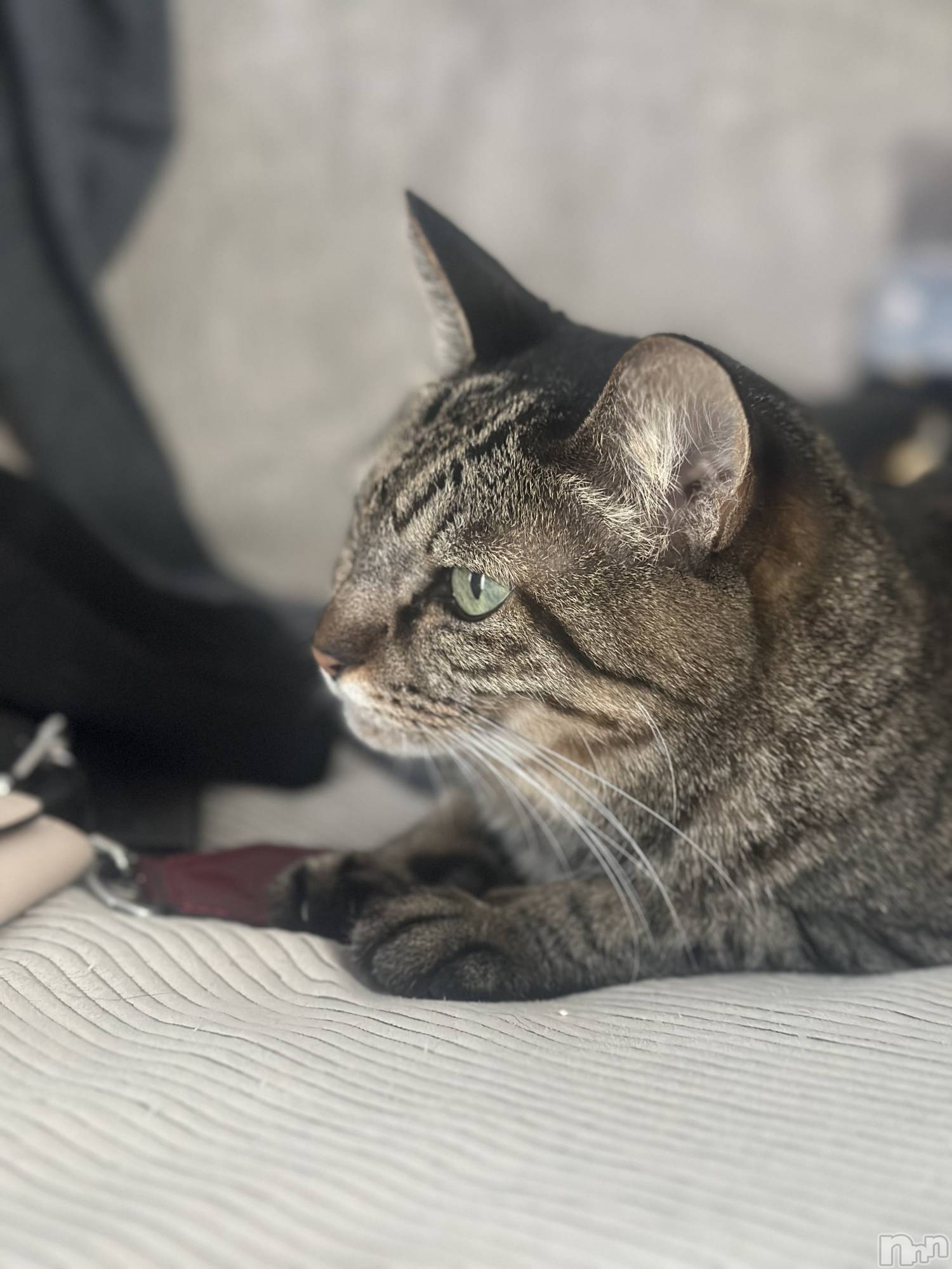 ���ܱ�������Х��顦�����K-LOUNGE(�����饦��) ��2026ǯ4��19���̥�֥�����ͦ�ޤ�����