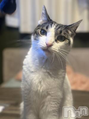 ���ܱ�������Х��顦�����K-LOUNGE(�����饦��) ƣ�� ����(36)��12��15���̥�֥��������ӡ�