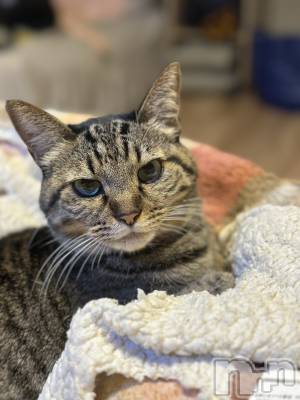 ���ܱ�������Х��顦�����K-LOUNGE(�����饦��) ƣ�� ����(36)��12��21���̥�֥���������2��