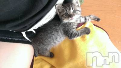 ���ܱ�������Х��顦�����K-LOUNGE(�����饦��) ƣ�� ����(36)��1��3���̥�֥�����ǭ����