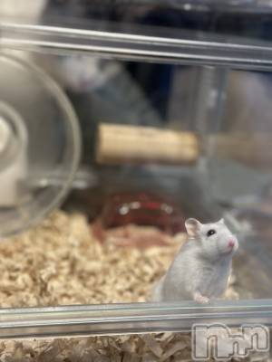 ���ܱ�������Х��顦�����K-LOUNGE(�����饦��) ƣ�� ����(36)��1��5���̥�֥����ֲ�²��