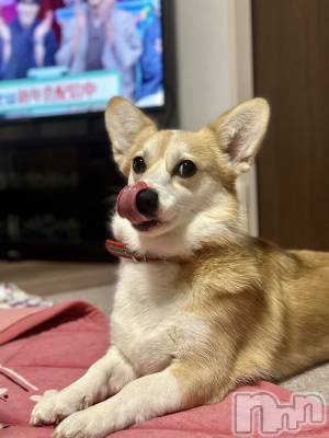 ���ܱ�������Х��顦�����K-LOUNGE(�����饦��) ƣ�� ����(36)��1��6���̥�֥����֡ġ�