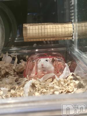 ���ܱ�������Х��顦�����K-LOUNGE(�����饦��) ƣ�� ����(36)��1��6���̥�֥����֤��⡼������