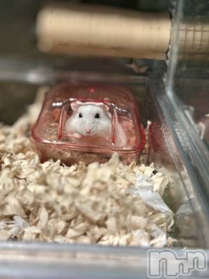 ���ܱ�������Х��顦�����K-LOUNGE(�����饦��) ƣ�� ����(36)��1��9���̥�֥����ֺ����Τ������