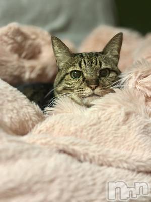 ���ܱ�������Х��顦�����K-LOUNGE(�����饦��) ƣ�� ����(36)��1��17���̥�֥����֤������