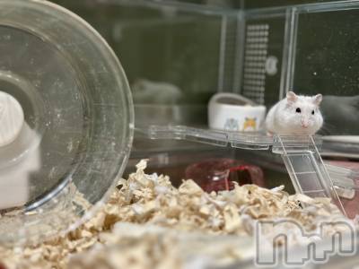 ���ܱ�������Х��顦�����K-LOUNGE(�����饦��) ƣ�� ����(36)��1��17���̥�֥����־㳲�����