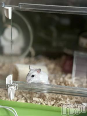 ���ܱ�������Х��顦�����K-LOUNGE(�����饦��) ƣ�� ����(36)��1��26���̥�֥����ֺ����Τ������