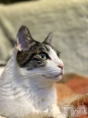 ���ܱ�������Х��顦�����K-LOUNGE(�����饦��) ƣ�� ����(36)��1��24���̥�֥����֡�����