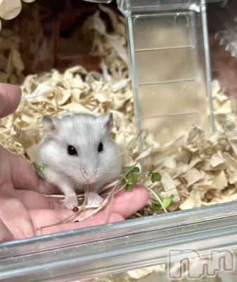 ���ܱ�������Х��顦�����K-LOUNGE(�����饦��) ƣ�� ����(36)��2��14���̥�֥����ֺ����Τ������