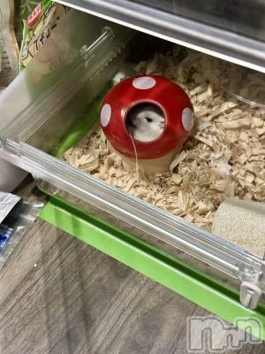 ���ܱ�������Х��顦�����K-LOUNGE(�����饦��) ƣ�� ����(36)��2��19���̥�֥����֤���á�