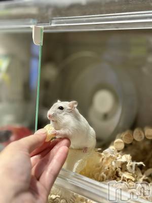 ���ܱ�������Х��顦�����K-LOUNGE(�����饦��) ƣ�� ����(36)��2��19���̥�֥����ֺ����Τ������