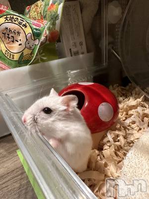 ���ܱ�������Х��顦�����K-LOUNGE(�����饦��) ƣ�� ����(36)��2��22���̥�֥����ֺ����Τ������