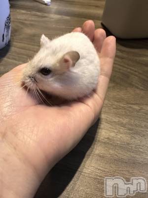 ���ܱ�������Х��顦�����K-LOUNGE(�����饦��) ƣ�� ����(36)��3��1���̥�֥����ֺ����Τ������