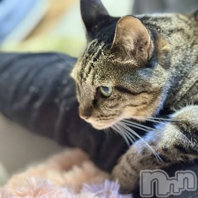 ���ܱ�������Х��顦�����K-LOUNGE(�����饦��) ƣ�� ����(36)��3��2���̥�֥����֤ۤ���